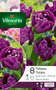 Tulipe Negrita Double (x8)